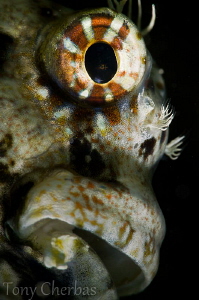 "Frankinblenny" (Subsee +10 no crop) by Tony Cherbas 